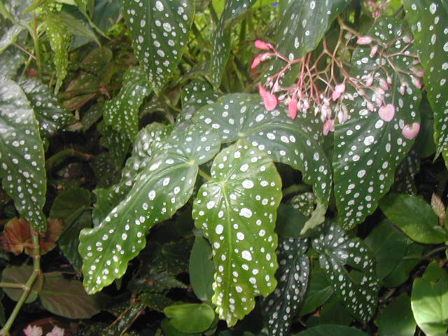 B. ‘Barbara Parker’